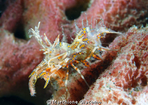 Tiger shrimp
Nikon D200, 60 micro, twin strobo
Lembeh s... by Marchione Giacomo 